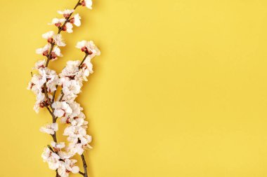 Sarı arka planda çiçekleri olan kayısı ağaçları. Bahar konsepti, Anneler Günü, 8 Mart Top View Düzlüğü Merhaba, Nisan, Mayıs.