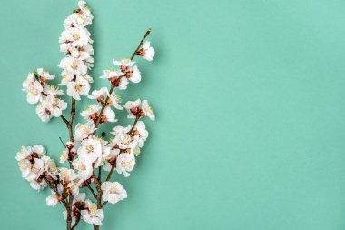 Mavi arka planda çiçekleri olan kayısı ağacı tomurcukları. Bahar konsepti, Anneler Günü, 8 Mart Top View Düzlüğü Merhaba, Nisan, Mayıs