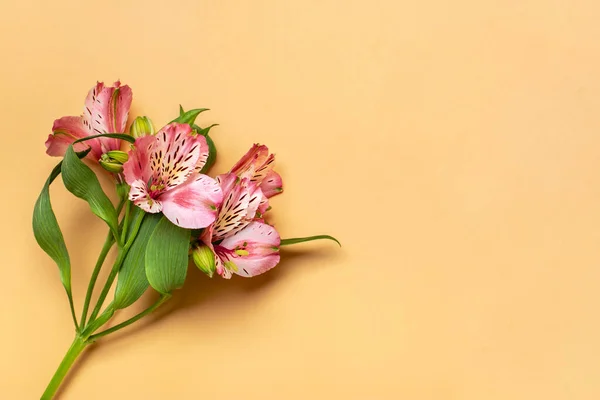 Bukett Alstroemeria Blommor Isolerad Beige Bakgrund Ovanifrån Platt Låg Blommig — Stockfoto