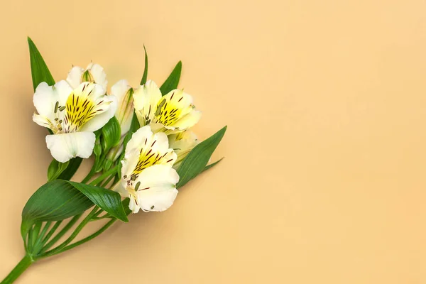 Bukett Alstroemeria Blommor Isolerad Beige Bakgrund Ovanifrån Platt Låg Blommig — Stockfoto