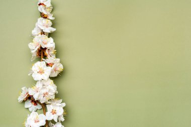 Kayısı ağacının tomurcukları yeşil arka planda izole edilmiş çiçeklerle bahar mevsimi geldi, anneler günü, Paskalya, 8 Mart Üst Manzara Merhaba, Nisan, Mayıs