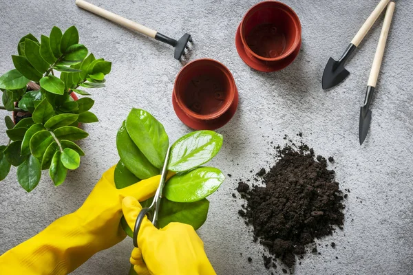 Női Kéz Sárga Kesztyűben Növényeket Készít Betonasztalra Ültetésre Házi Növény — Stock Fotó