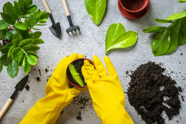 Frauenhände Gelben Handschuhen Bereiten Pflanze Für Pflanzung Auf Betontisch Vor — Stockfoto