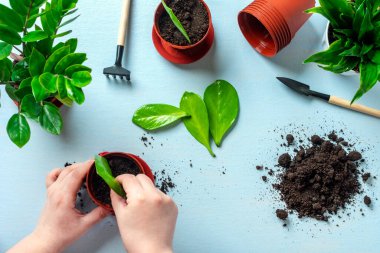 Kadınların elleri, bitki dikmek için bitki yetiştiriyor. Ev bitkisi Zamioculcas 'ın bahar yenileme yapraklarının üreme metodu, çiçek bakımı konsepti.
