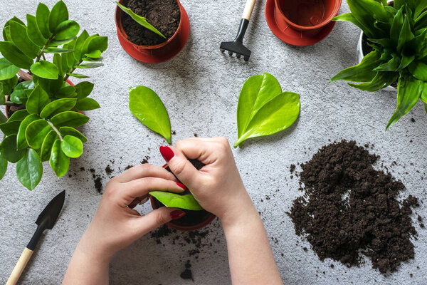 Woman's hands prepares plant for planting on concrete table Method of propagation by leaves of houseplant Zamioculcas Spring renewal, flower care concept Top view Flat lay.
