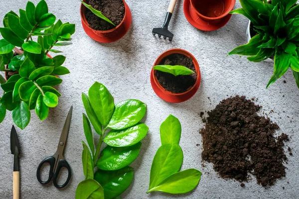 具体的なテーブルの上に植えるための植物の準備家の葉による伝播の方法ザミイコカス春の更新 フラワーケアの概念トップビューフラットレイ — ストック写真