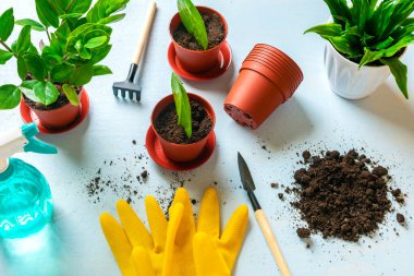 Zamioculcas İlkbahar yenilenmesi, çiçek bakımı konsepti Top view 'in yaprakları ile mavi masaya bitki dikme yöntemini hazırlamak.