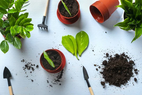 Pflanze Für Die Pflanzung Auf Blauem Tisch Vorbereiten Methode Der — Stockfoto