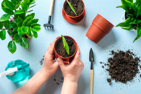 Woman's hands prepares plant for planting on blue table Method of propagation by leaves of houseplant Zamioculcas Spring renewal, flower care concept Top view Flat lay.
