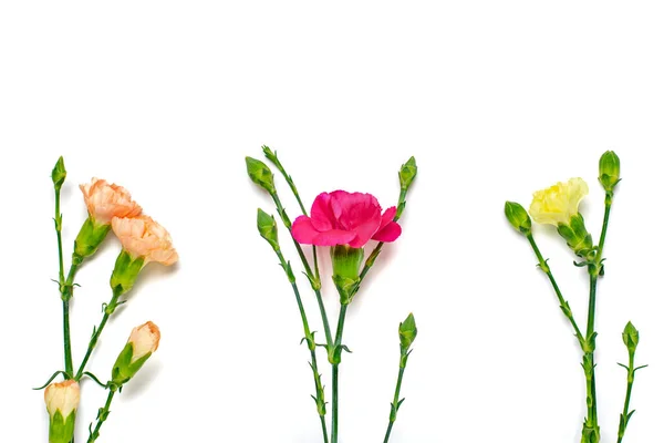 Ramo de flor de clavel rosa aislado sobre fondo blanco Vista superior Flat lay Tarjeta de vacaciones 8 de marzo, Feliz día de San Valentín, Madres, Memorial, Concepto de día del maestro Copiar el espacio —  Fotos de Stock