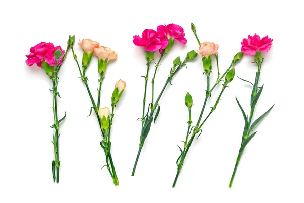 Ramo de flor de clavel rosa aislado sobre fondo blanco Vista superior Flat lay Tarjeta de vacaciones 8 de marzo, Feliz día de San Valentín, Madres, Memorial, Concepto de día del maestro Copiar el espacio —  Fotos de Stock
