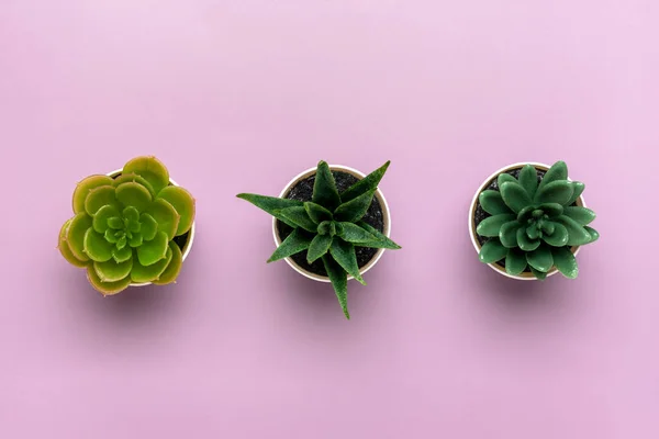 Three mini succulents in pot on violet background Top view Flat lay — Stok Foto