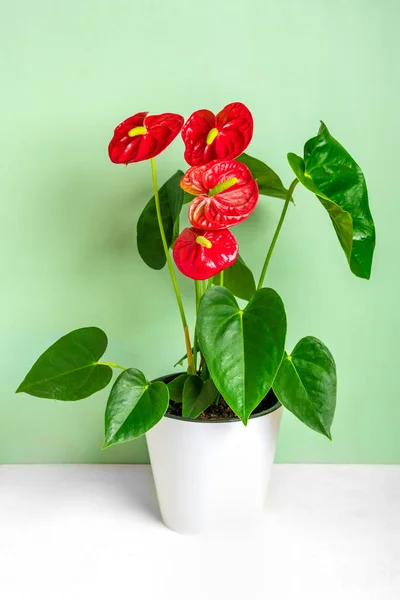 Huis plant Anthurium in witte bloempot geïsoleerd op witte tafel en groene achtergrond — Stockfoto