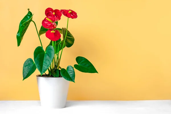 Plantă de casă Anthurium în ghiveci de flori albe izolate pe masă albă și fundal bej — Fotografie, imagine de stoc