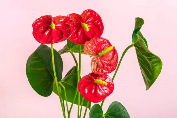 분홍색 배경에 따로 떨어져 있는 하얀 화분 속에 있는 안트 뤼 움이라는 집 식물 — 스톡 사진
