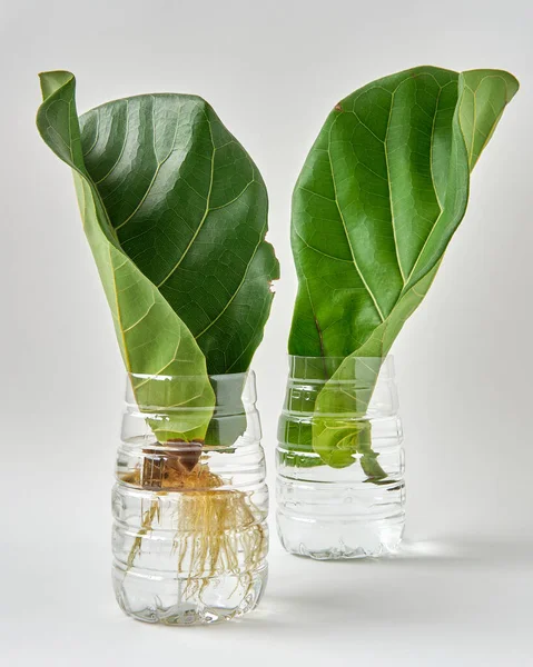 Fiddle Leaf Feigenvermehrung Wasser Durch Stecklinge Mit Wiederverwendung Plastikflasche lizenzfreie Stockbilder