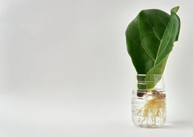 Yeniden Kullanılan Plastik Şişe ile Kesilen Suda Fiddle Leaf İncir Yayılımı.