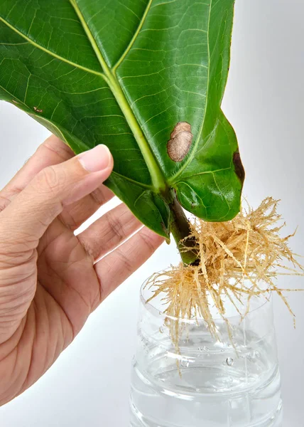 Fiddle Leaf Feigenvermehrung Wasser Durch Stecklinge Mit Wiederverwendung Plastikflasche Stockfoto