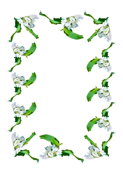 Рамки Гілка Яблучного Цвітіння Листям Білому Тлі Вертикального Зображення Ізольовані — стоковий вектор