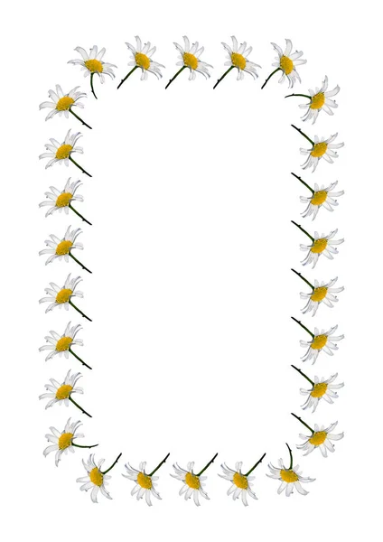 Cornice Fiori Margherita Sfondo Bianco Formato Verticale Fiori Piante Copertina — Vettoriale Stock