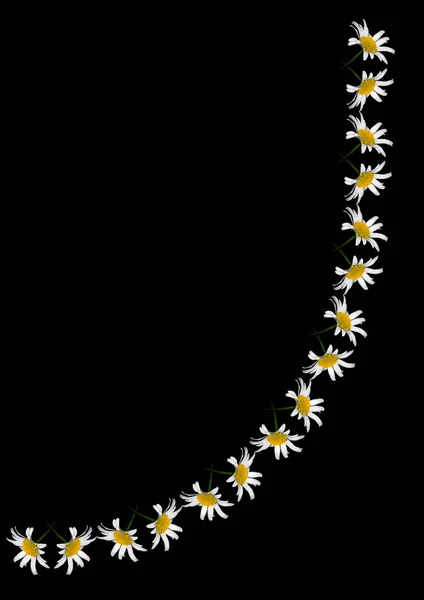 Σκελετός Από Λουλούδια Χαμομηλιού Μαύρο Φόντο Σχήμα Κάθετο Λουλούδια Φυτά — Διανυσματικό Αρχείο