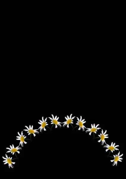 Рамка Квітів Ромашки Чорному Тлі Формат Вертикальний Квіти Рослини Обкладинка — стоковий вектор