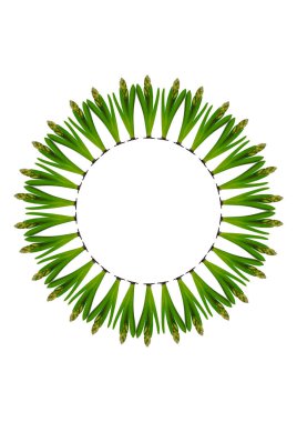 Bahar. Sümbül ampullerinden lanetlenmişler. Dikey beyaz bir A4 formatında çerçeve. İzole et. Mevsimler. Bitkiler.