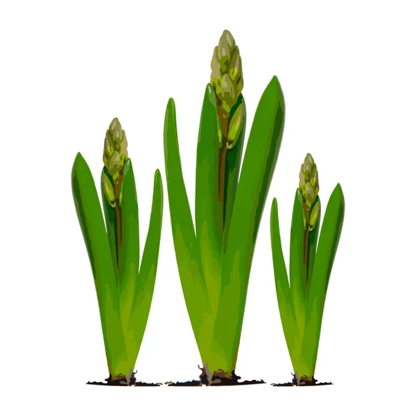 Illustration White Square Background Spring Cursed Bulbs Hyacinth Isolate Seasons — Stockvector