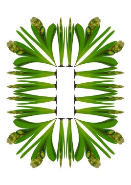 Bahar. Sümbül ampullerinden lanetlenmişler. Dikey beyaz A4 biçiminde bir çerçeve.