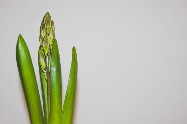 The bulbous plant released the eternal leaves and arrow with buds. Hyacinth woke up. Seasons. Flowers. Plant in a pot on a white background.
