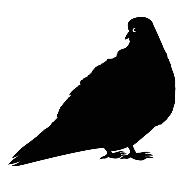 Черный Силуэт Городского Голубя Квадратном Белом Фоне Изолировать Птицы Контраст — стоковый вектор