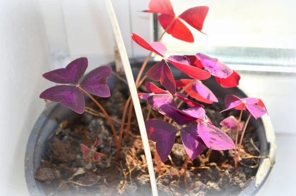 Oxalis triangularis - домашнее растение — стоковое фото