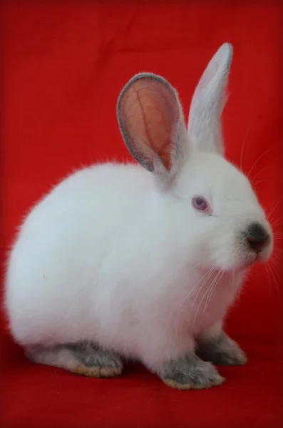 Conejo californiano. fondo rojo — Foto de Stock