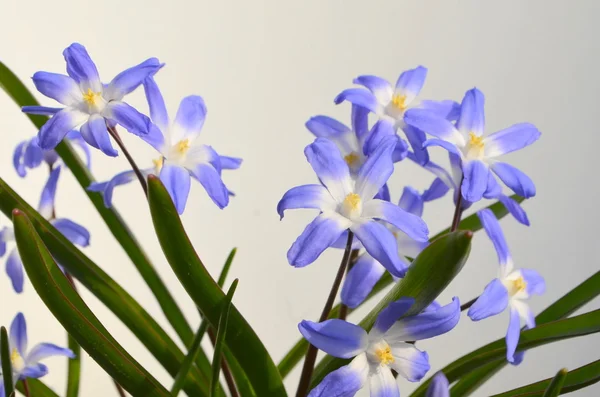 CHIONODOXA blue primroses — Stock Photo, Image