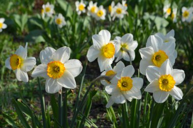 Nergis flowerbed içinde