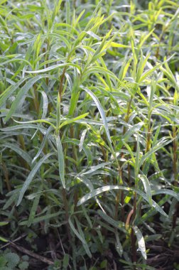 Mor laleler ve diğer çiçekler