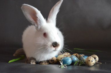 Paskalya tavşanı bıldırcın yumurtası ile