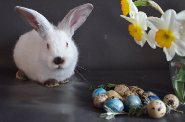 Paskalya tavşanı bıldırcın yumurtası ile