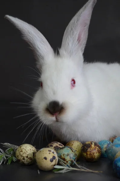 Lapin de Pâques aux œufs de caille — Photo