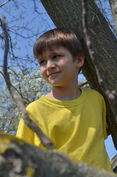 Niño en un árbol —  Fotos de Stock