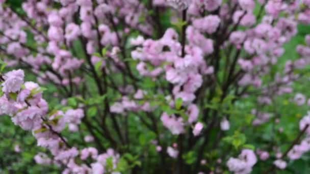 Японський цвітіння сливи — стокове відео