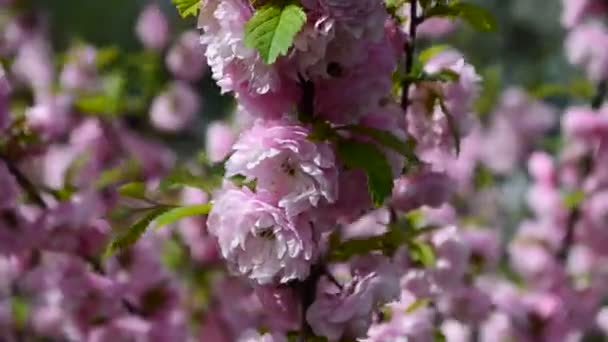 Японський цвітіння сливи — стокове відео