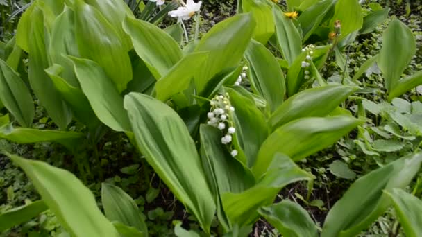 Květinový záhon na jaře - konvalinek a lehký vánek — Stock video
