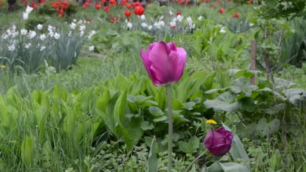 Цветочная Клумба Различными Цветами Тюльпанов Нарциссов — стоковое видео
