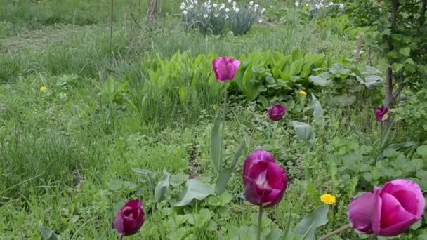 Tulipanes morados y otras flores — Vídeo de stock