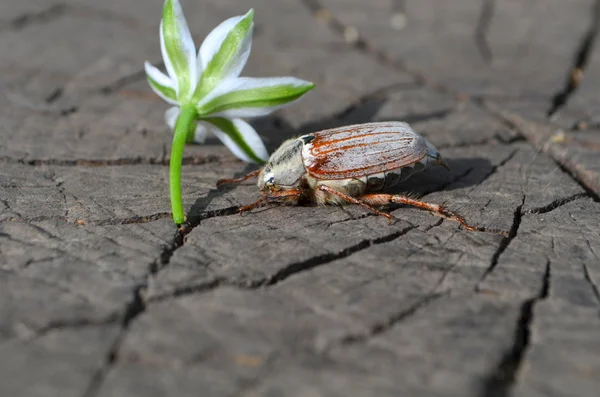 Chafer, на пеньках з квіткою — стокове фото