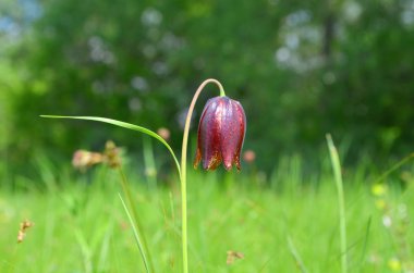Alan çiçek yeşil bir arka plan üzerinde