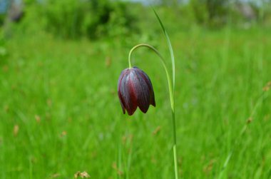 Alan çiçek yeşil bir arka plan üzerinde