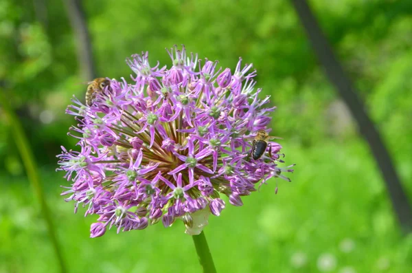 Kvetoucí cibuli a včela — Stock fotografie