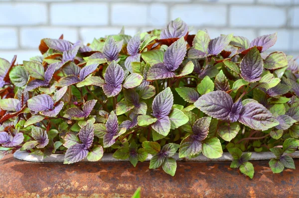 Lila bazsalikom - fűszeres, illatos növény — Stock Fotó